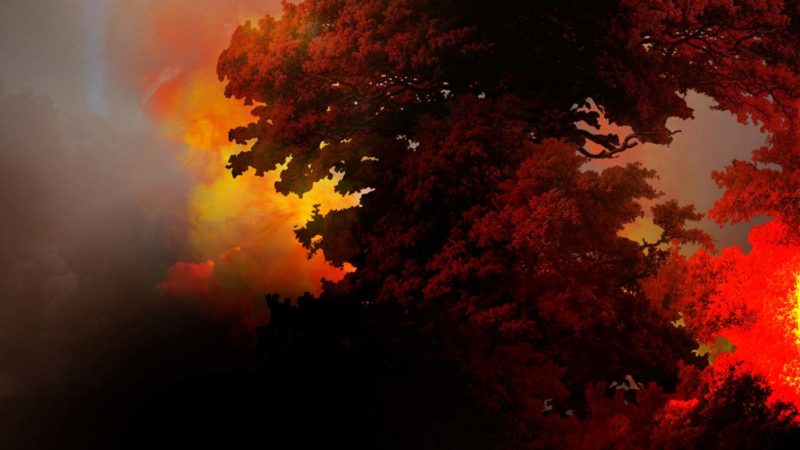 España lanza un nuevo sistema de monitoreo de incendios forestales 7 burning forest global warming wildfire photography